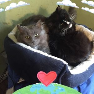 Meet your Posher, Ann